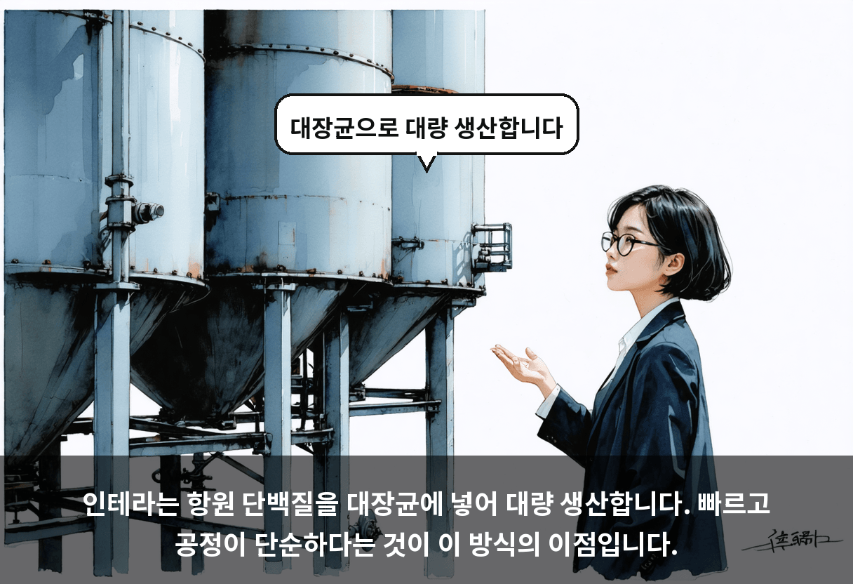 인테라는 항원 단백질을 대장균에 넣어 대량 생산합니다. 빠르고 공정이 단순하다는 것이 이 방식의 이점입니다.